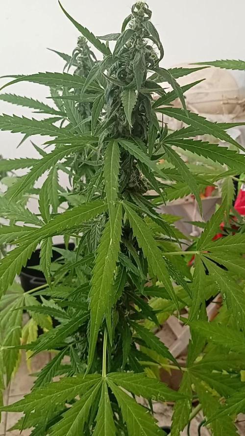 (afghan kush auto) poor Summer part 1