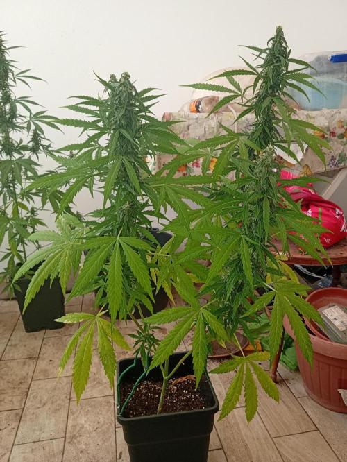 (afghan kush auto) poor Summer part 1. Week 9