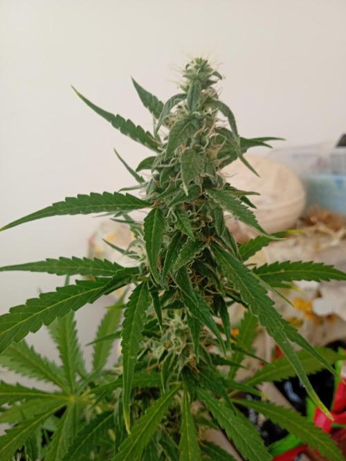 (afghan kush auto) poor Summer part 1. Week 9
