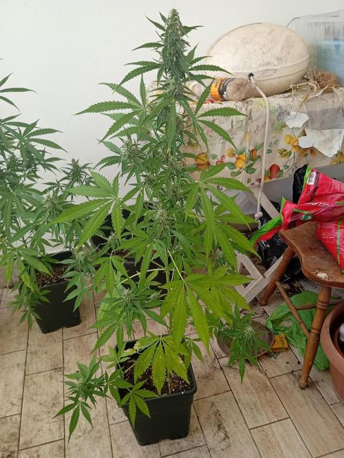 (afghan kush auto) poor Summer part 1. Week 9