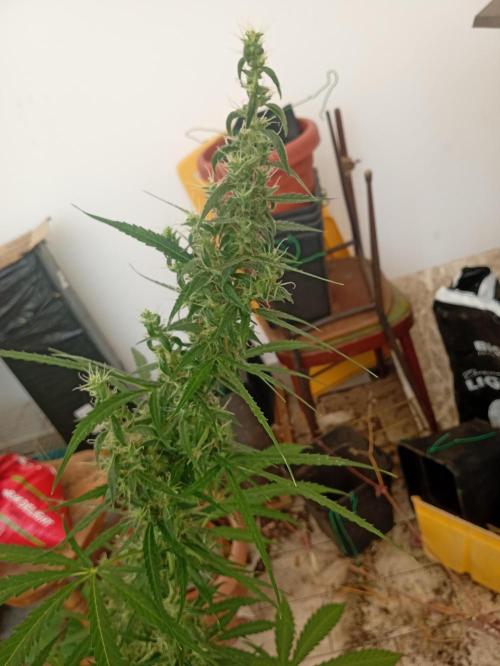 (afghan kush auto) poor Summer part 1. Week 9