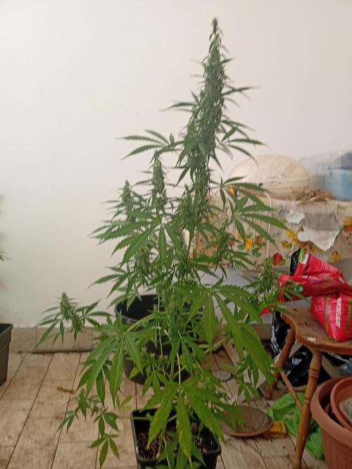 (afghan kush auto) poor Summer part 1. Week 9