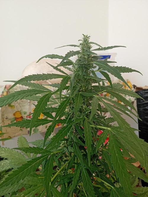 (afghan kush auto) poor Summer part 1. Week 9