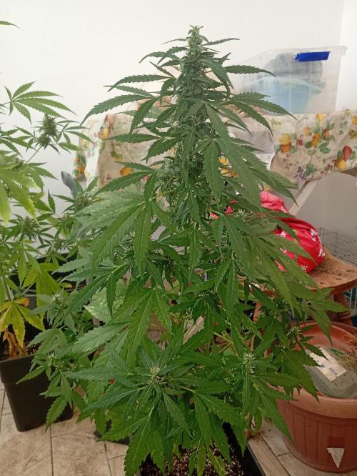 (afghan kush auto) poor Summer part 1. Week 9