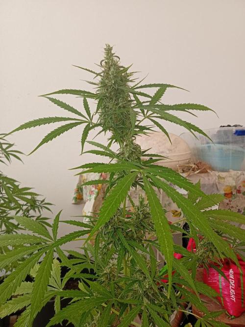 (afghan kush auto) poor Summer part 1. Week 9