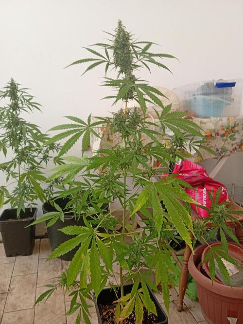 (afghan kush auto) poor Summer part 1. Week 9