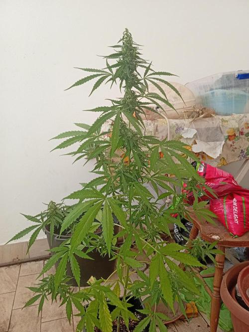 (afghan kush auto) poor Summer part 1. Week 9