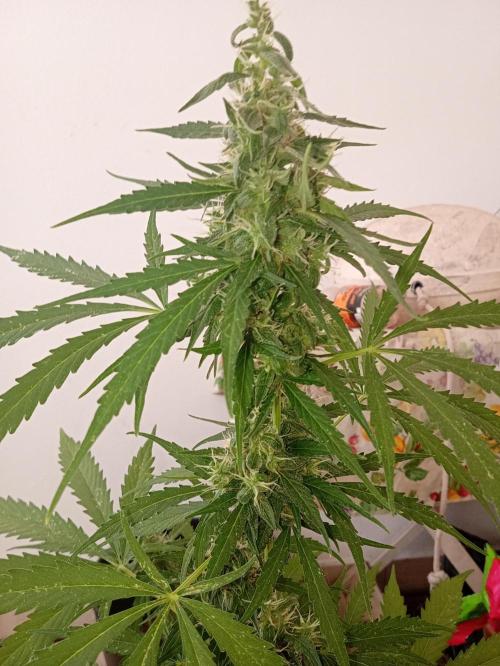 (afghan kush auto) poor Summer part 1. Week 9