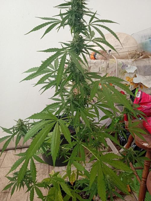 Afghan Kush Auto. Week 9