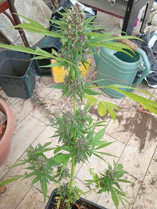 Banana purple punchRF3 Poor Summer part2. Week 9