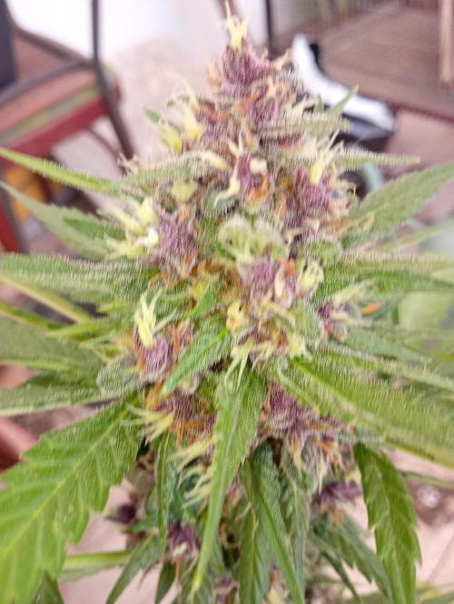 Banana purple punchRF3 Poor Summer part2. Week 9
