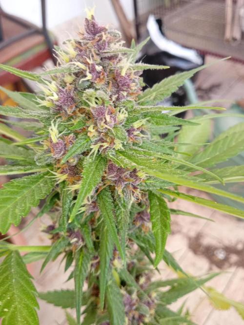 Banana purple punchRF3 Poor Summer part2. Week 9