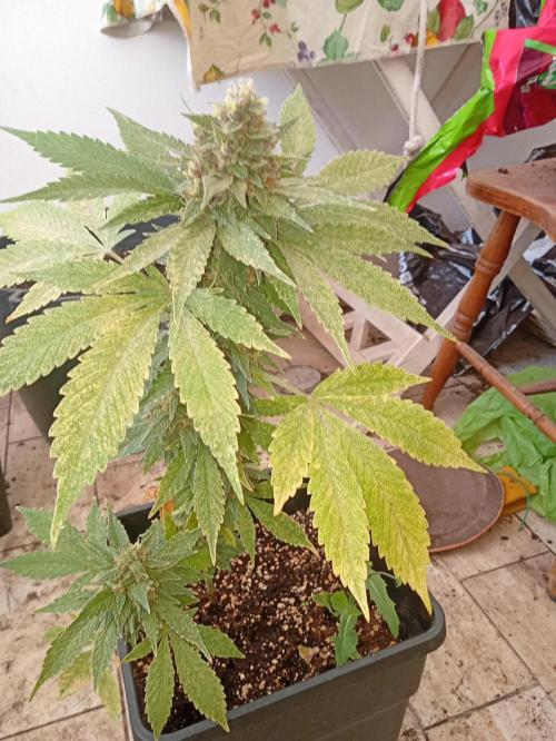 Banana purple punchRF3 Poor Summer part2. Week 9