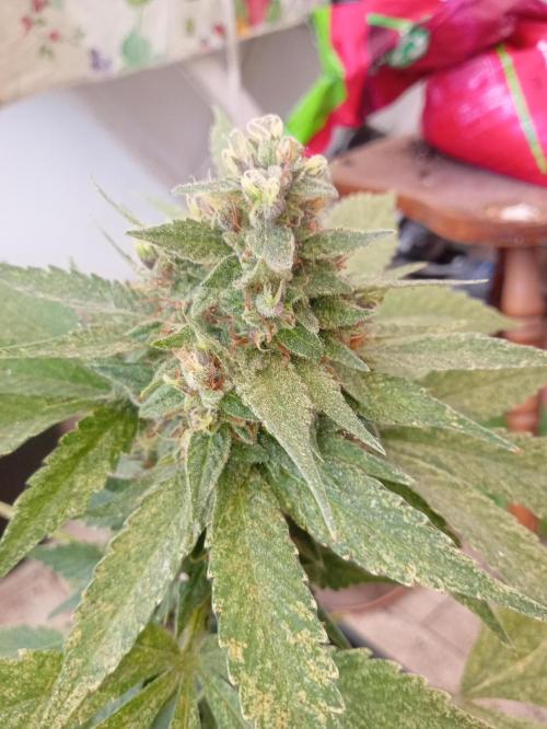Banana purple punchRF3 Poor Summer part2. Week 9