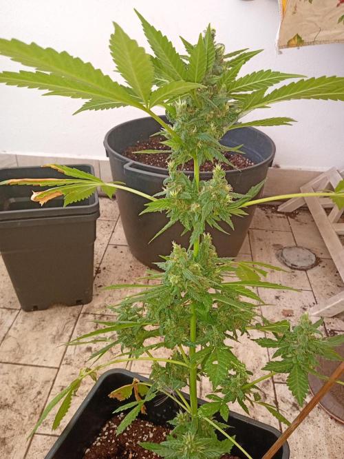 Banana purple punchRF3 Poor Summer part2. Week 9