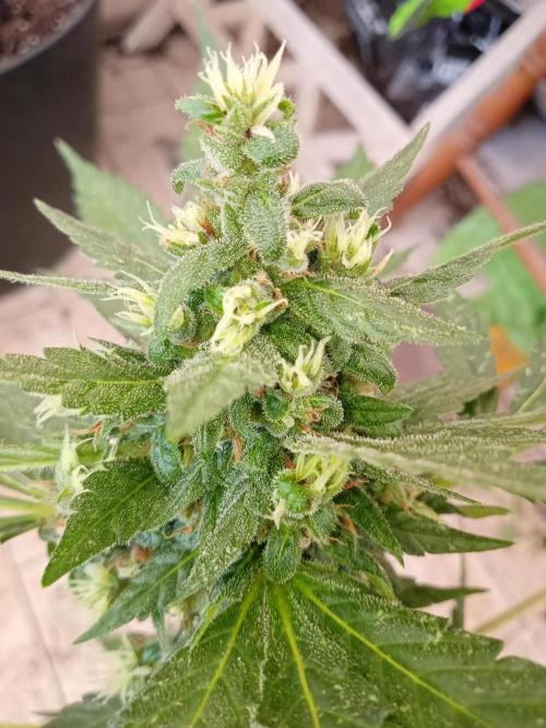 Banana purple punchRF3 Poor Summer part2. Week 9