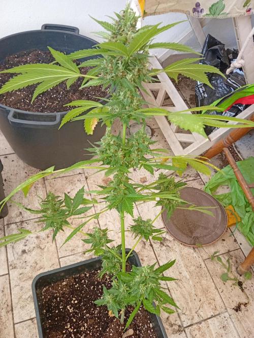 Banana purple punchRF3 Poor Summer part2. Week 9