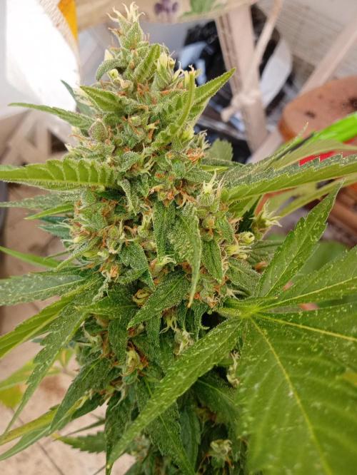 Banana purple punchRF3 Poor Summer part2. Week 9