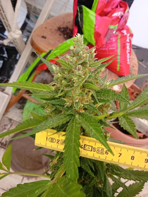 Banana purple punchRF3 Poor Summer part2. Week 9