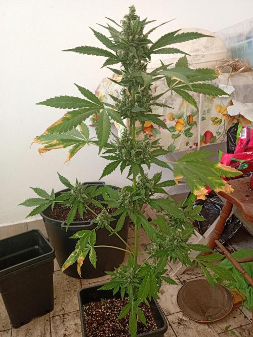 Banana purple punchRF3 Poor Summer part2. Week 9
