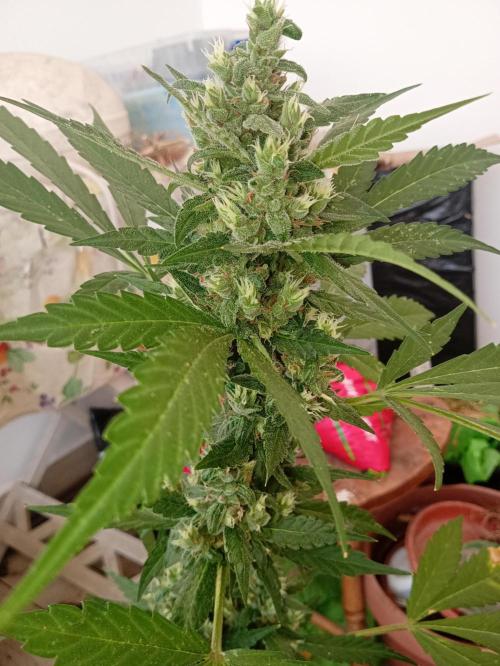 Banana purple punchRF3 Poor Summer part2. Week 9