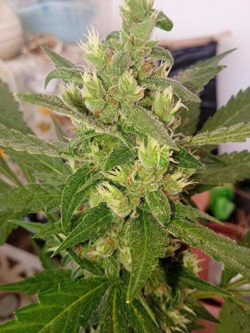 Banana purple punchRF3 Poor Summer part2. Week 9