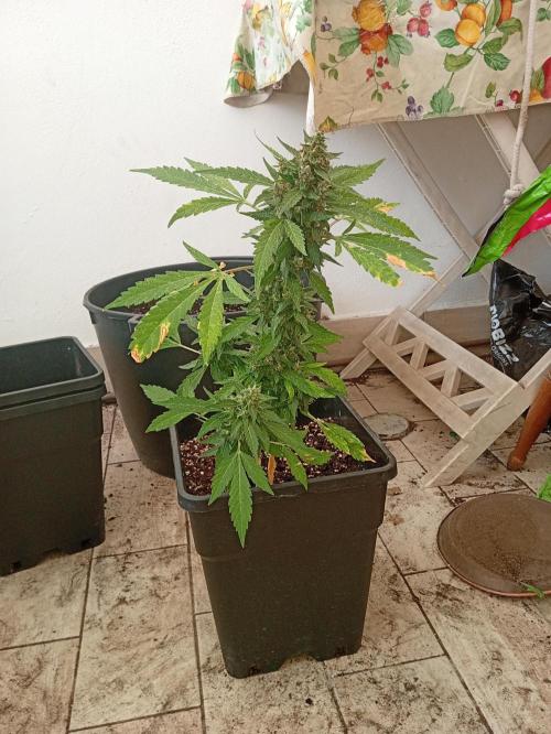 Banana purple punchRF3 Poor Summer part2. Week 9