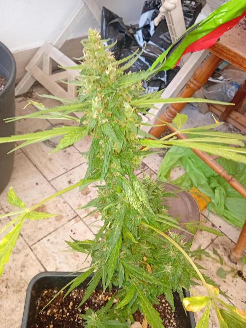 Banana purple punchRF3 Poor Summer part2. Week 9