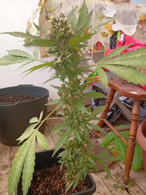 Banana purple punchRF3 Poor Summer part2. Week 9