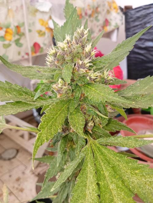 Banana purple punchRF3 Poor Summer part2. Week 9