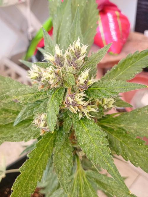Banana purple punchRF3 Poor Summer part2. Week 9