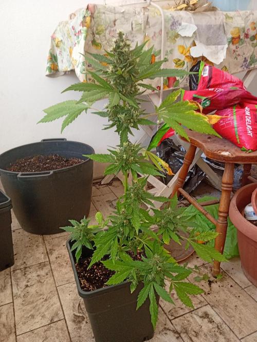 Banana purple punchRF3 Poor Summer part2. Week 9