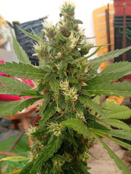 Banana purple punchRF3 Poor Summer part2. Week 9