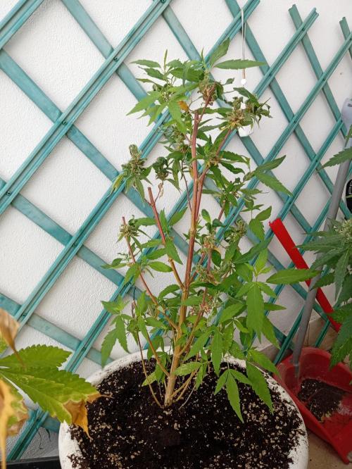 N13 kush re veg. Week 1