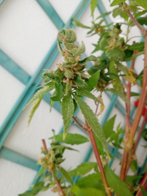 N13 kush re veg. Week 1