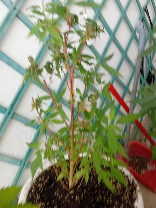 N13 kush re veg. Week 1