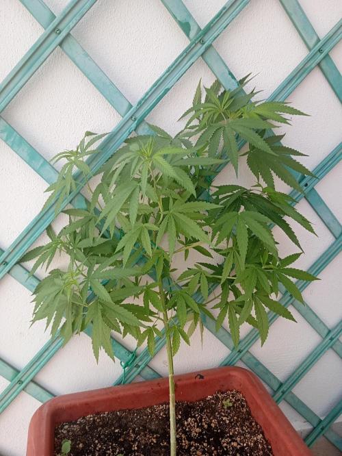 (Lemon mandarine) Poor Summer extra part. Week 8