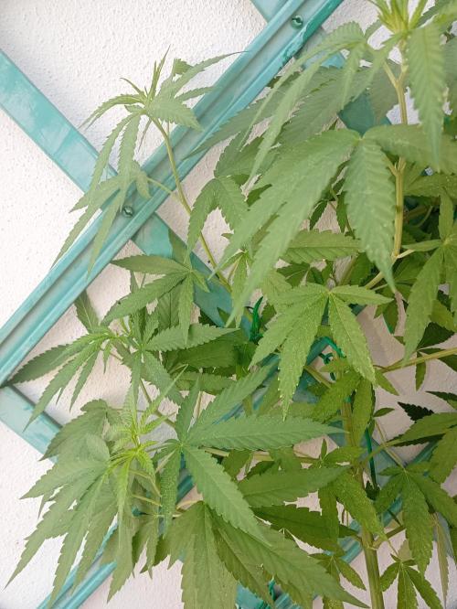 (Lemon mandarine) Poor Summer extra part. Week 8