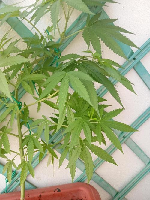 (Lemon mandarine) Poor Summer extra part. Week 8