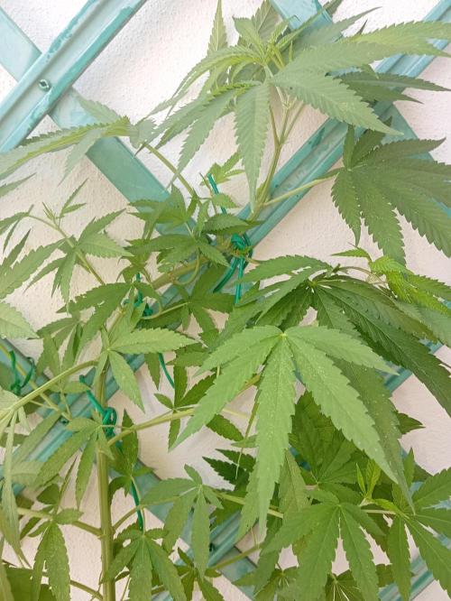 Light-Mix. Week 8