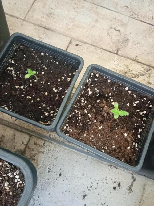 (🦍🍭gorilla z) poor Summer part 4. Week 1