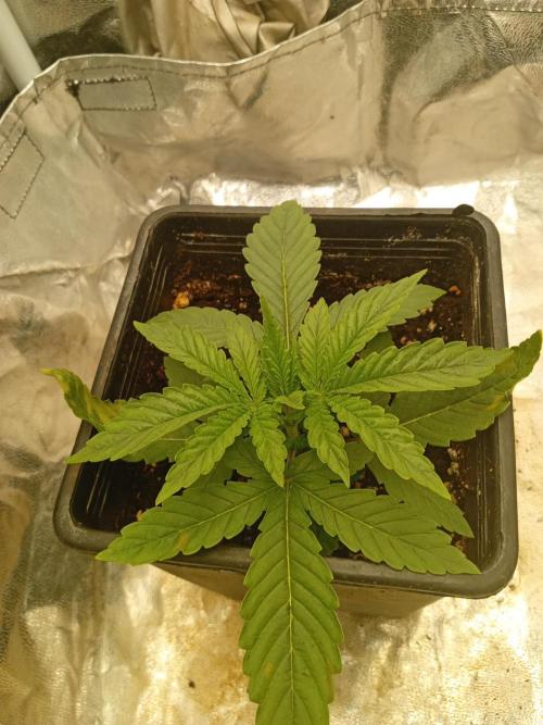 Bay Burger. Week 2