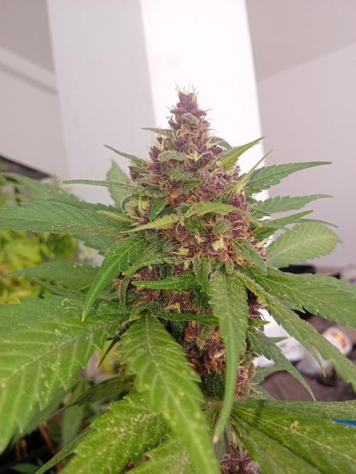 Banana Purple Punch Auto RF3. Week 9