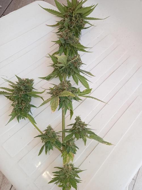 Banana purple punchRF3 Poor Summer part2. Week 9