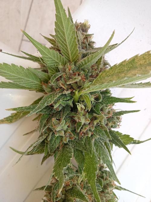 Banana Purple Punch Auto RF3. Week 9