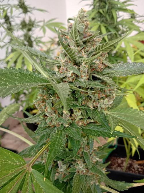 Banana purple punchRF3 Poor Summer part2. Week 10