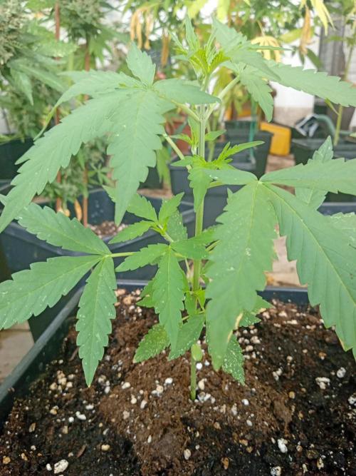 (🦍🍪 auto)"poor Summer part 3". Week 3