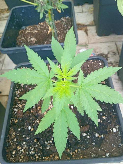 (🦍🍪 auto)"poor Summer part 3". Week 3