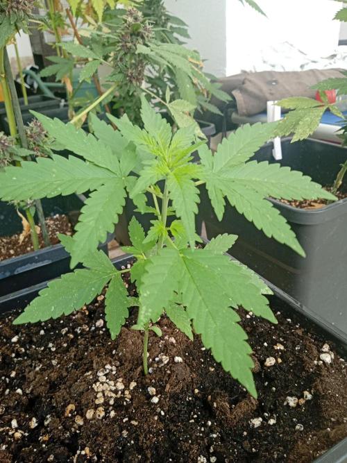 (🦍🍪 auto)"poor Summer part 3". Week 3