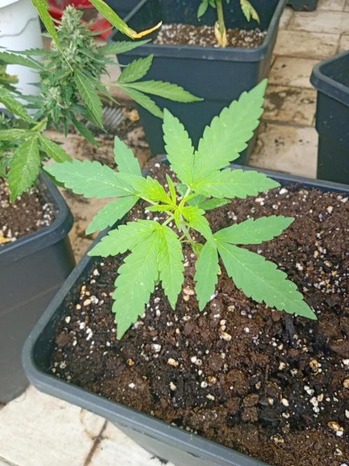 (🦍🍪 auto)"poor Summer part 3". Week 3